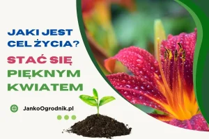 Jaki jest cel i sens życia #2