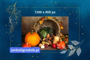 Obraz zastępczy 1200x800px